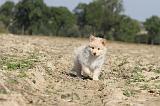 CHIEN FINNOIS DE LAPONIE 310